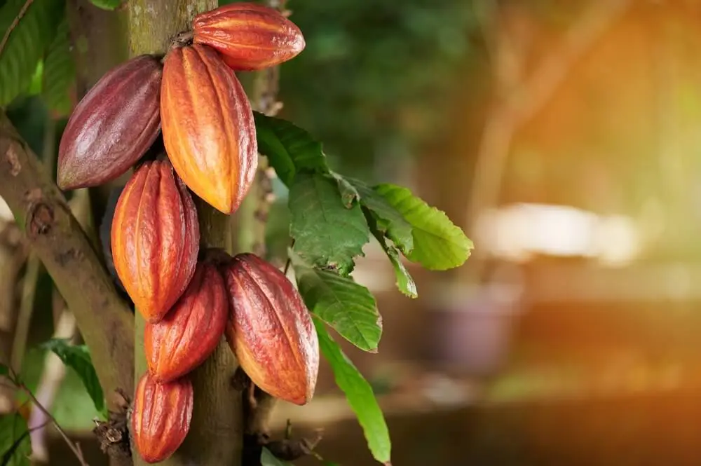 Cacaoyer